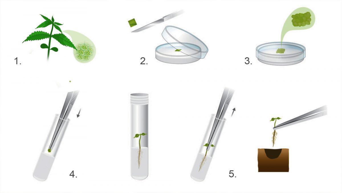 Cannabis plant tissue culture: cloning vs tissue culture Cannabis plant tissue culture: cloning vs tissue culture