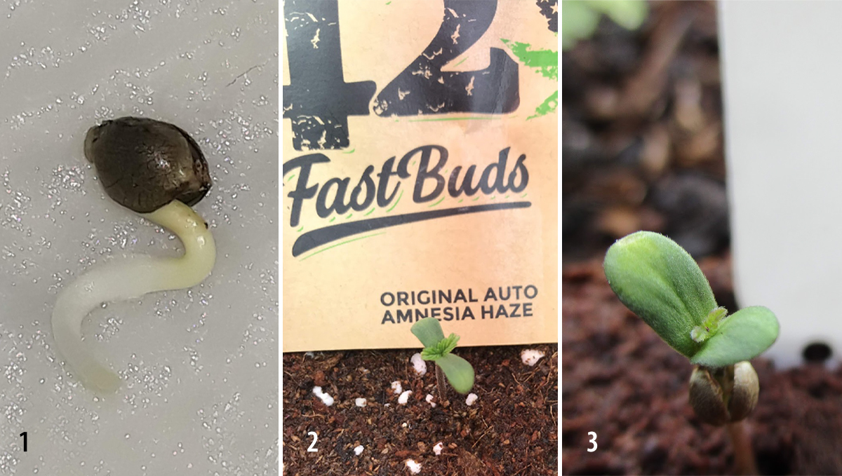 Amnesia Haze Auto: germination Amnesia Haze Auto: germination