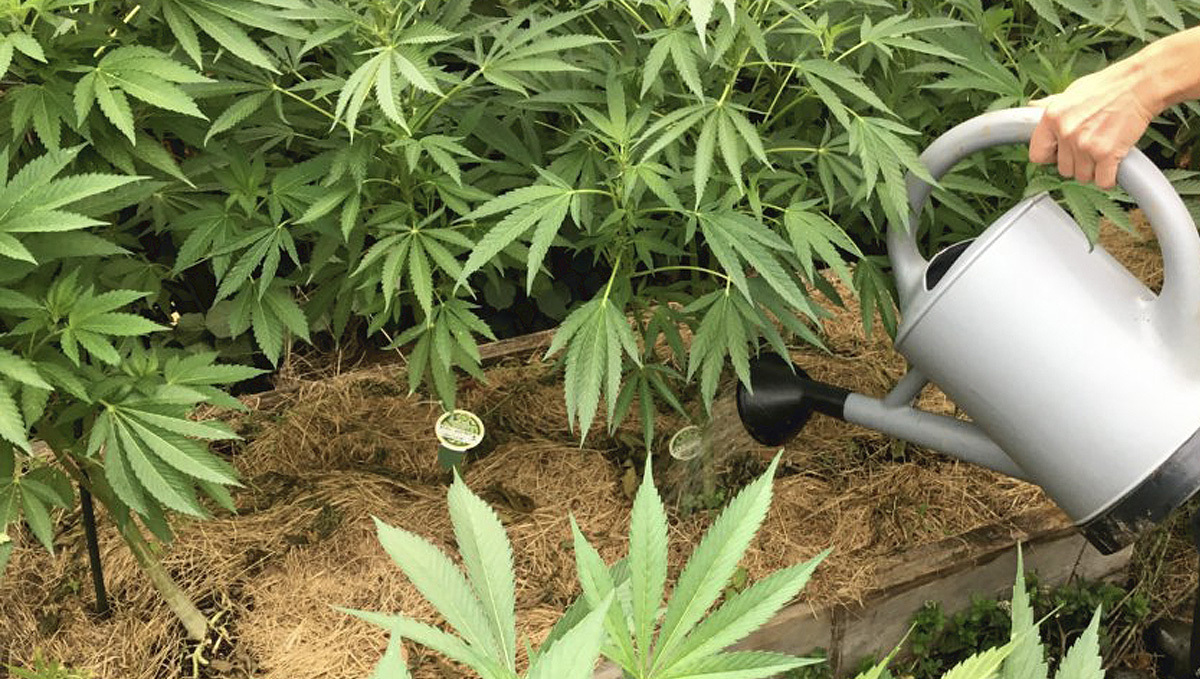 Organic teas for cannabis: how to apply Organic teas for cannabis: how to apply