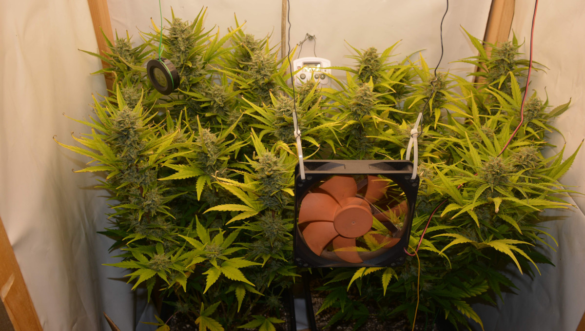 Gelato Auto Cannabis Strain Week-by-Week Guide: Two autoflowers in a DIY grow tent Gelato Auto Cannabis Strain Week-by-Week Guide: Two autoflowers in a DIY grow tent
