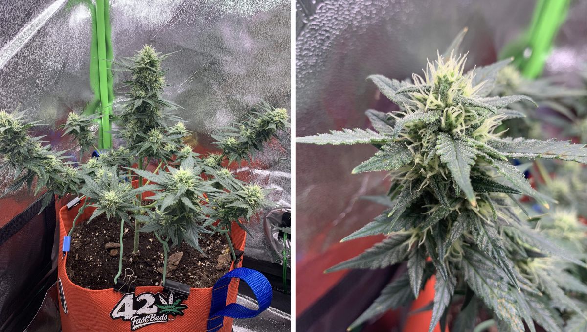 Orange Sherbet Auto Cannabis Strain Week-by-Week Guide: An autoflower with lots of white pistils and first trichomes Orange Sherbet Auto Cannabis Strain Week-by-Week Guide: An autoflower with lots of white pistils and first trichomes