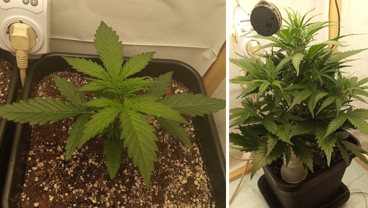Gelato Auto Cannabis Strain Week-by-Week Guide: The growth of an indoor autoflower in weeks 3 and 4 Gelato Auto Cannabis Strain Week-by-Week Guide: The growth of an indoor autoflower in weeks 3 and 4