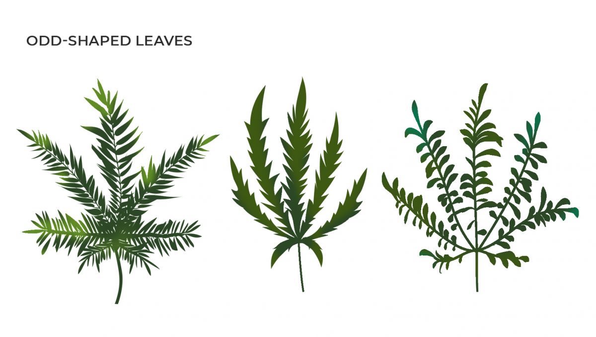 Common cannabis mutations: odd-shaped leaves Common cannabis mutations: odd-shaped leaves