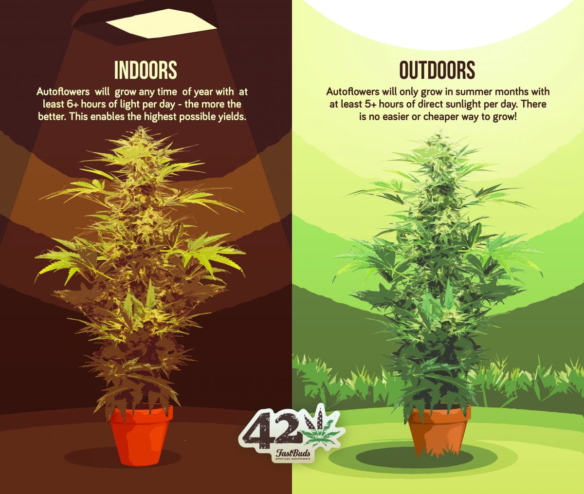 Difference between growing autoflowers indoors and outdoors described