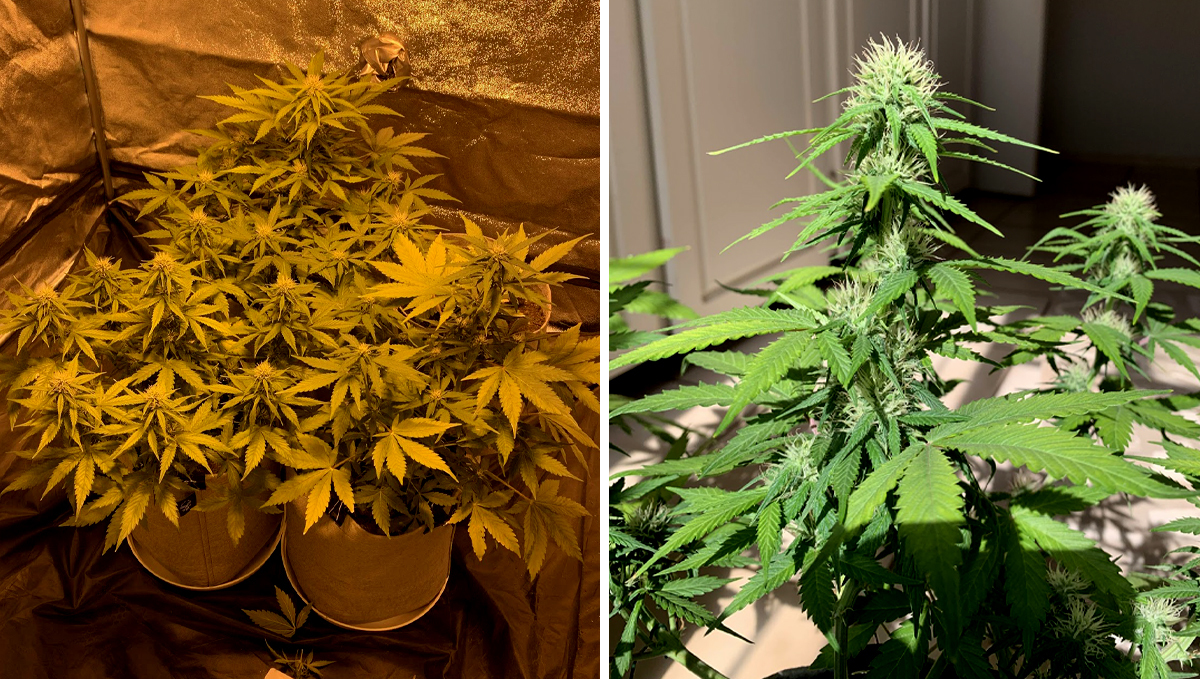 BubbleGum Auto: week 7