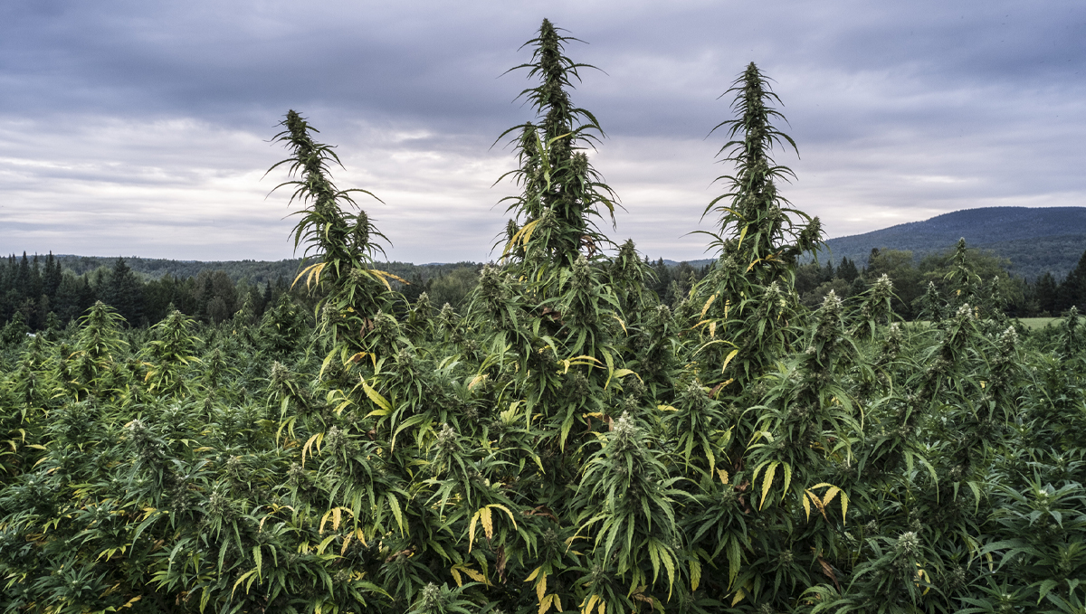 Sinsemilla: why is it more potent? Sinsemilla: why is it more potent?