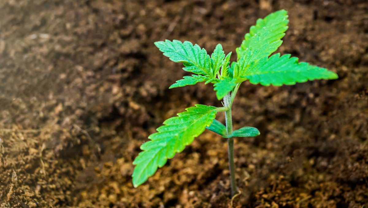 Top crop usage guide: substrates