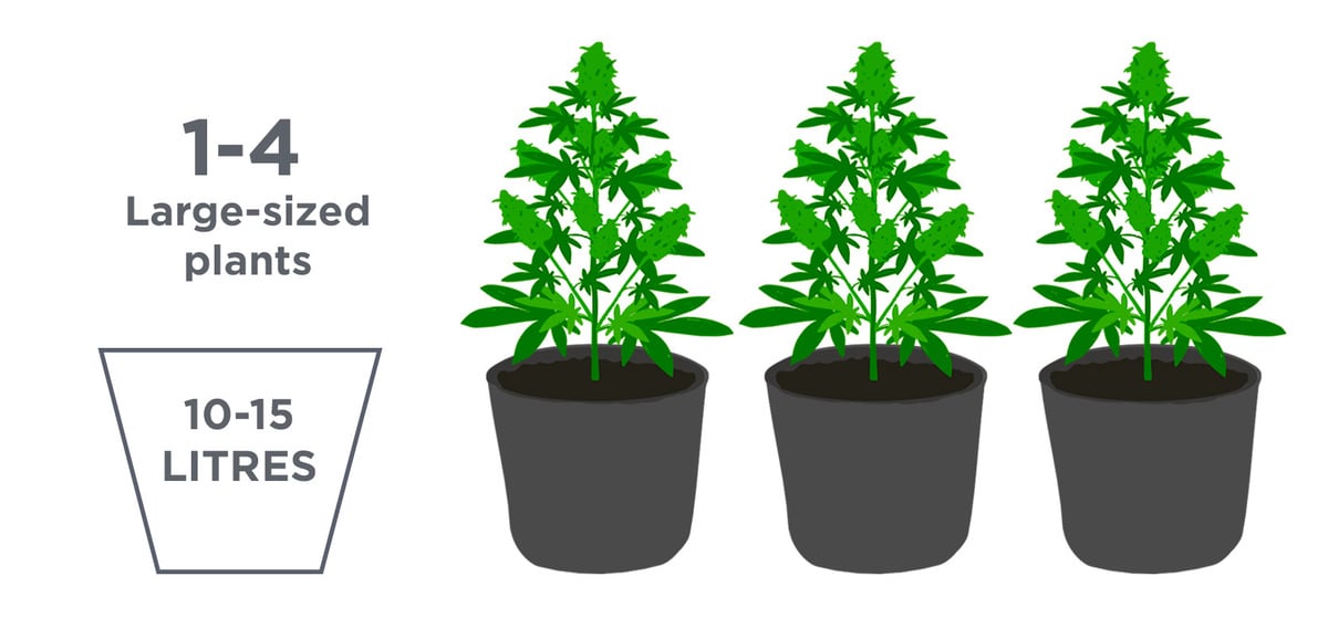 Best Pot Size for Autoflowering Seeds Fast Buds