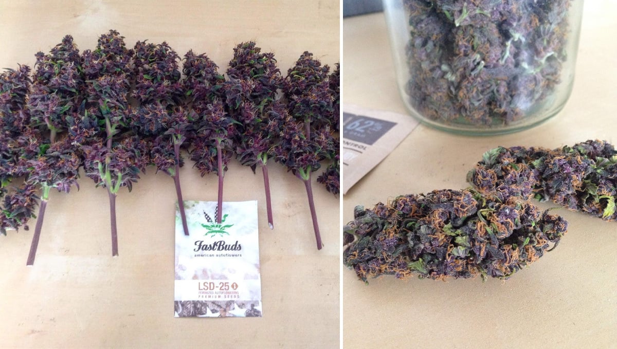 Basics of growing autos in soil: harvest Basics of growing autos in soil: harvest