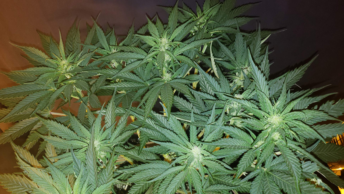 Strawberry Pie Auto Cannabis Strain Week-by-Week Guide: An autoflower with many flowering tops