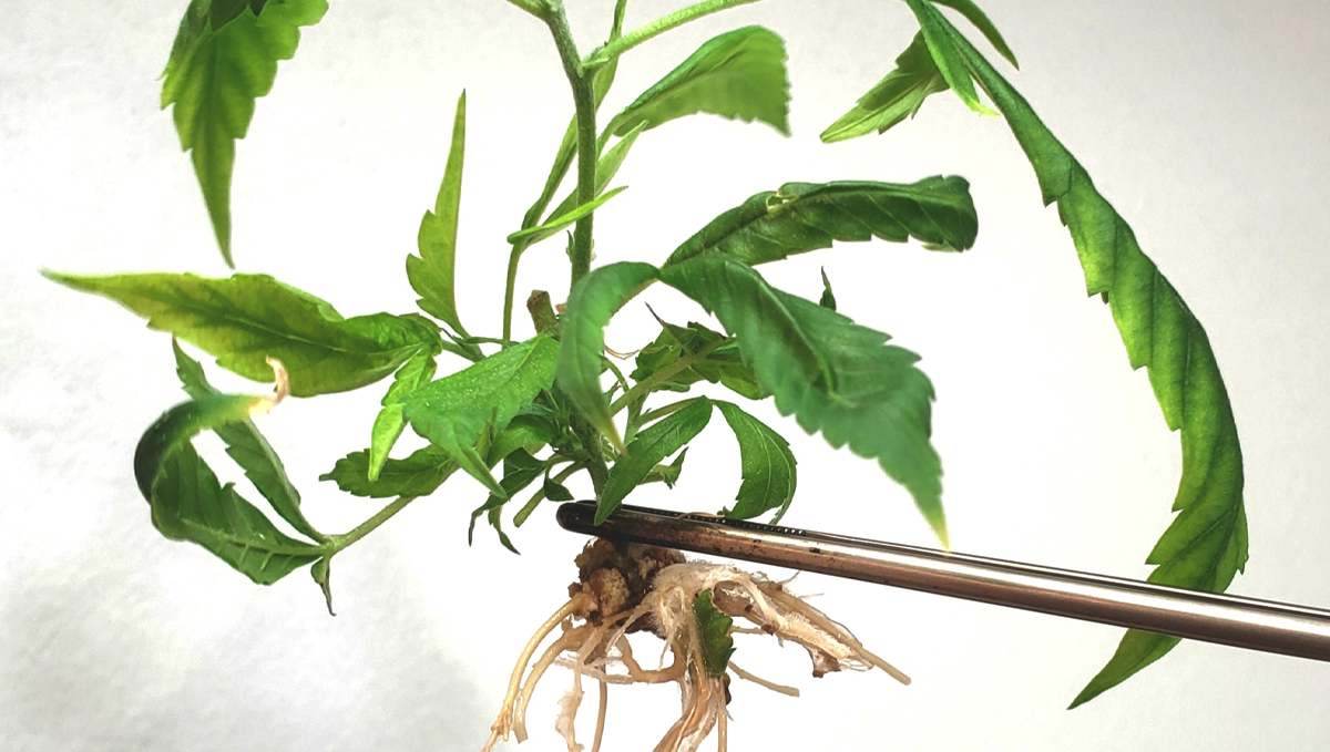Cannabis plant tissue culture: step-by-step guide Cannabis plant tissue culture: step-by-step guide