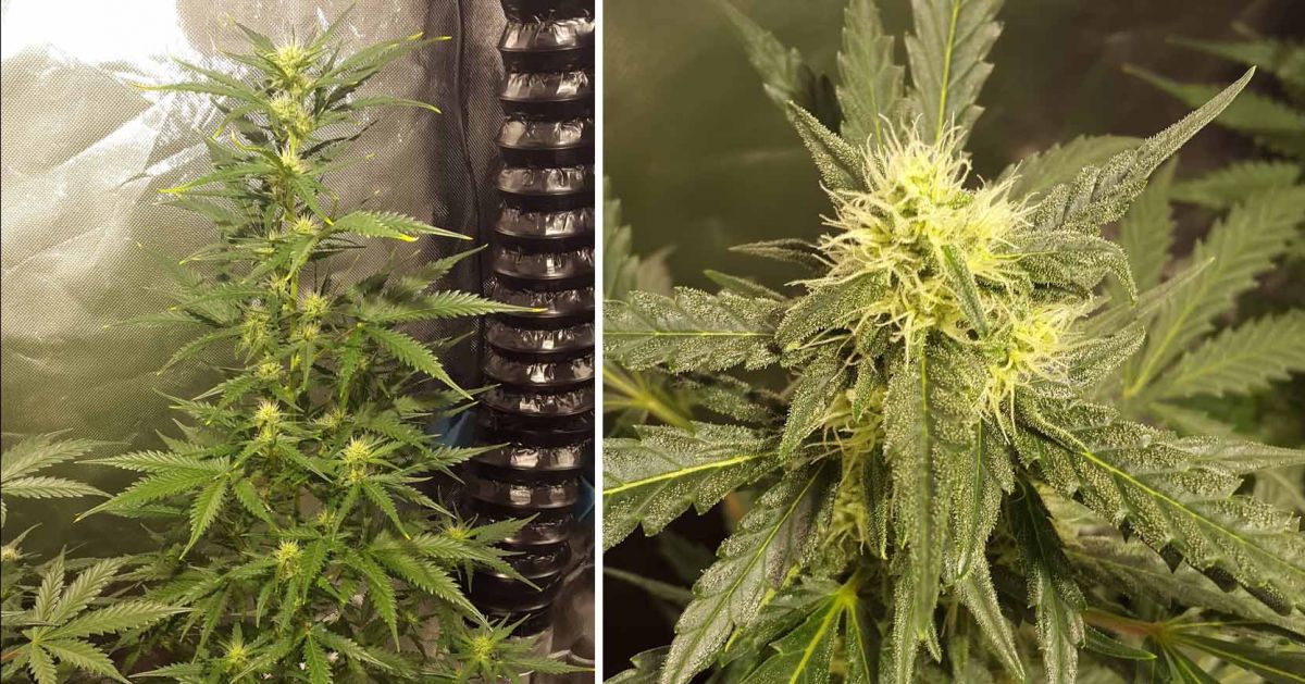White Widow Auto guide: week 6 White Widow Auto guide: week 6