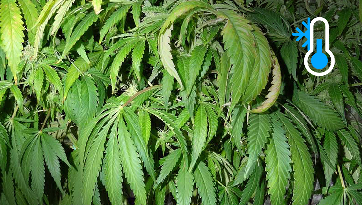 How the environment affects buds: excessive cold How the environment affects buds: excessive cold