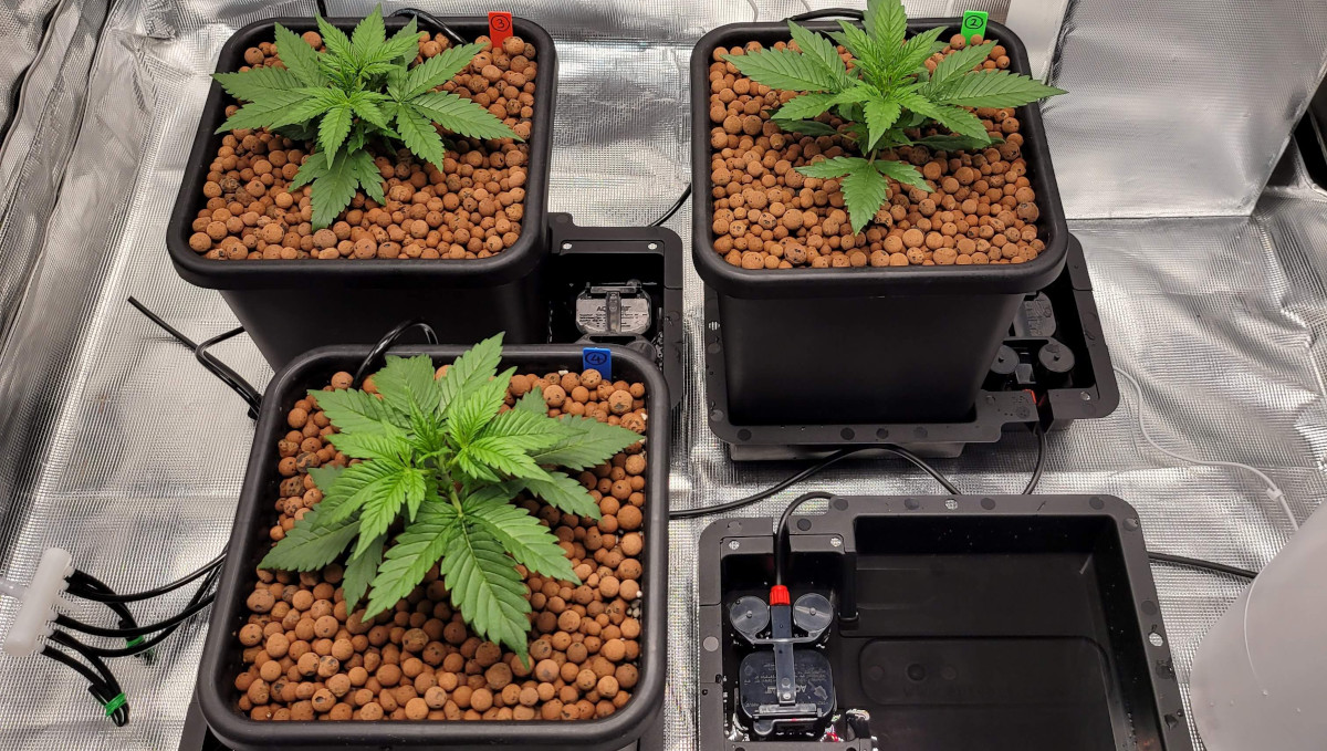 Gorilla Cookies Auto Cannabis Strain Week-by-Week Guide: A 4-piece Autopot system in a grow tent with weed seedlings