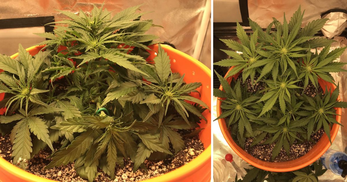 Colher a sua cannabis autoflorescente: maturação das flores na semana 6 Colher a sua cannabis autoflorescente: maturação das flores na semana 6