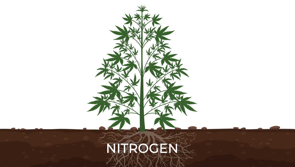 Mother plant care: nutrients Mother plant care: nutrients