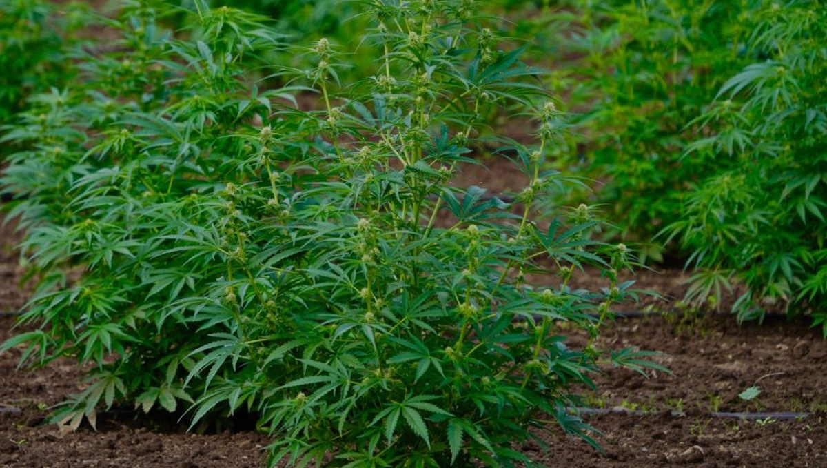 Top crop usage guide: soil