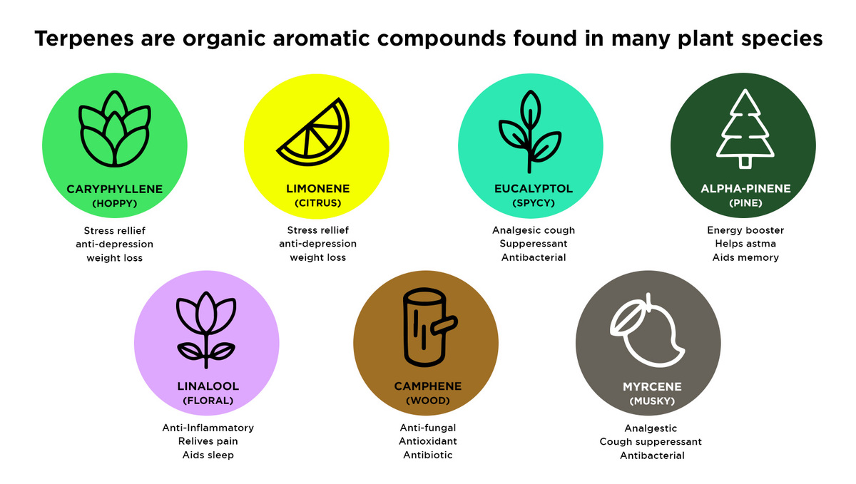 What is Humulene and What Does it Do?: Terpenes