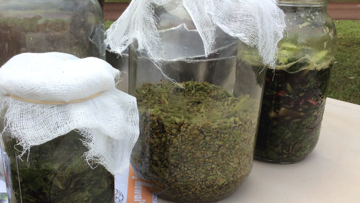 Korean natural farming: what is knf?