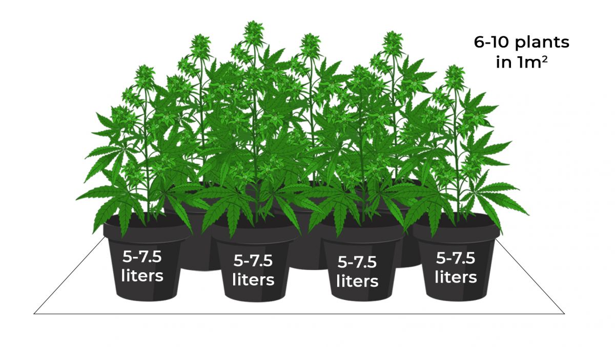Autoflower Ertrag mit Sea Of Green Set-up Autoflower Ertrag mit Sea Of Green Set-up