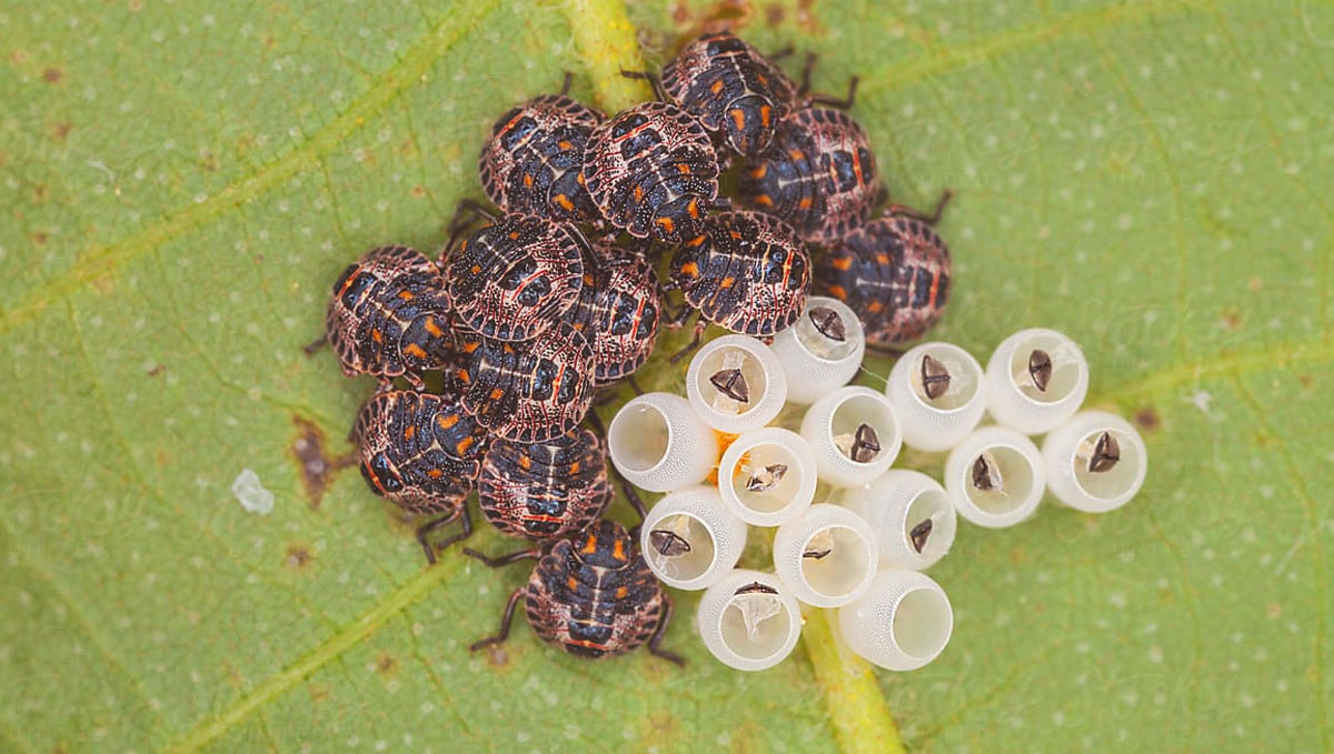 Find out how to cure cannabis plants with a stink bug pest and their eggs