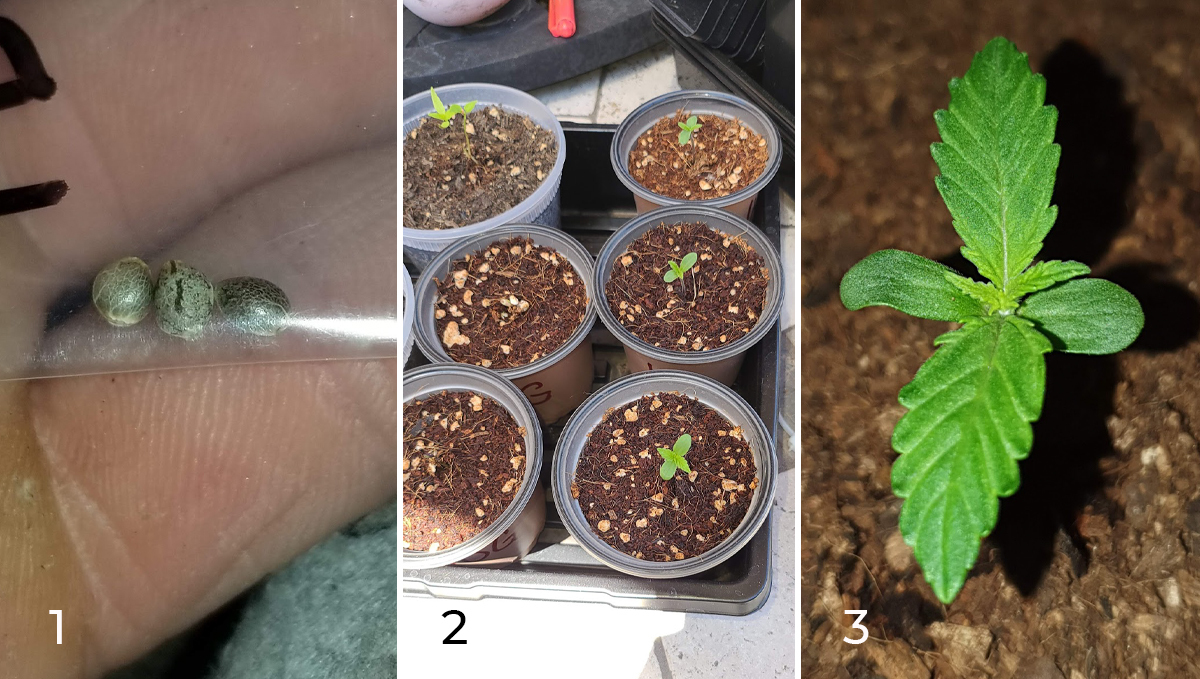 Jack Herer Auto: week 1