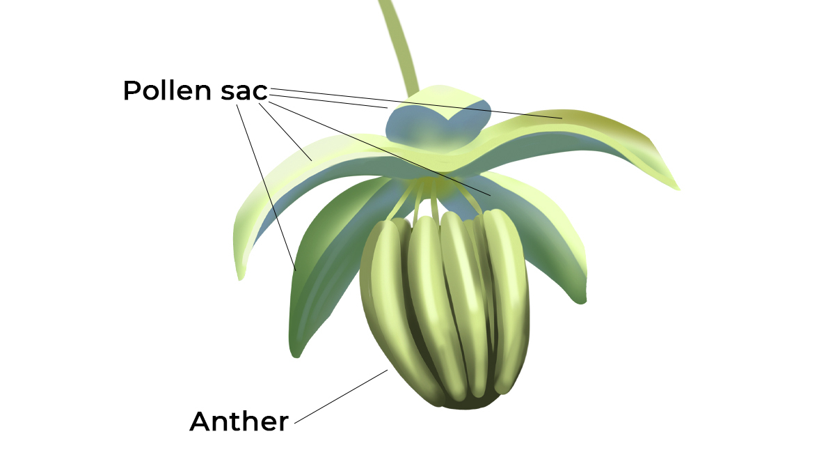 What causes bananas: what are they?