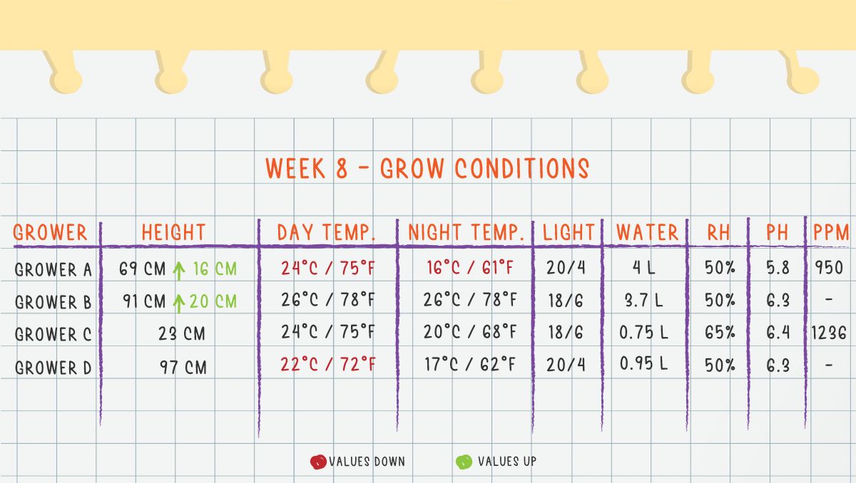 Orange Sherbet Auto Cannabis Strain Week-by-Week Guide: Week 8 grow conditions Orange Sherbet Auto Cannabis Strain Week-by-Week Guide: Week 8 grow conditions