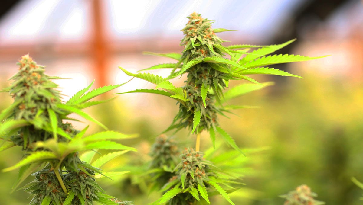 Are you ready to start growing weed at home? Read this checklist and find out!