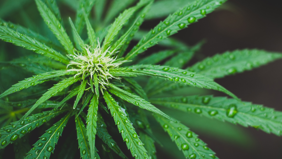 Vapor pressure deficit: ideal vpd