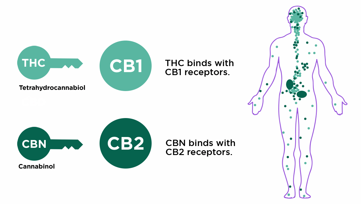 Non-marijuana cannabinoids: cannabinoid receptors Non-marijuana cannabinoids: cannabinoid receptors