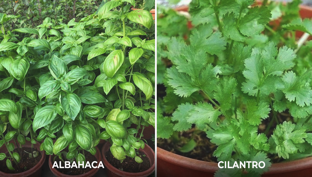  Plantas complementarias para el cannabis: atractores