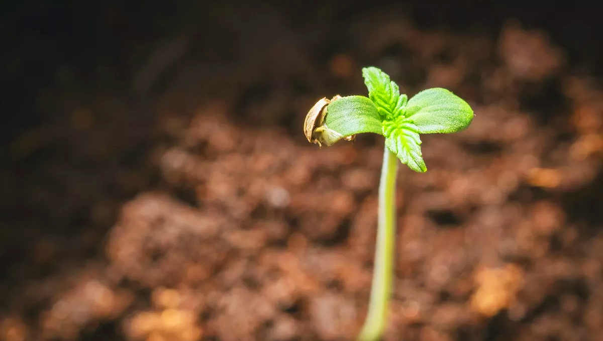 Spring is the perfect time to germinate your seeds.