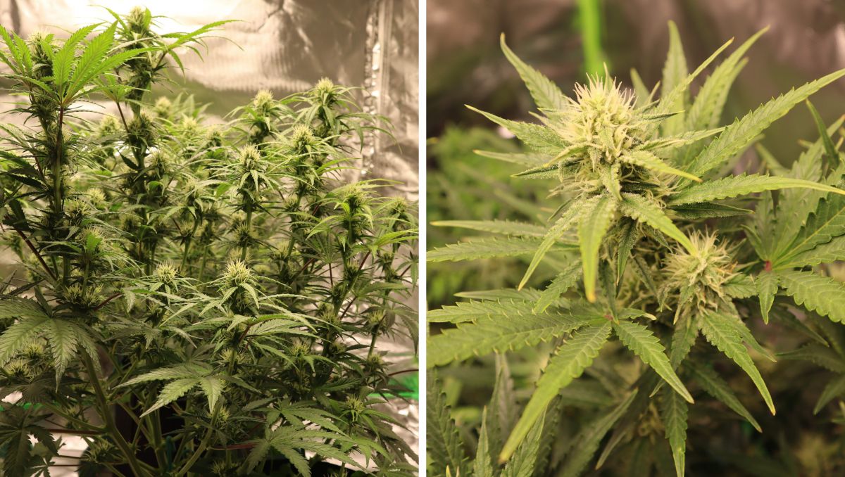 Orange Sherbet Auto Cannabis Strain Week-by-Week Guide: A multi-branch cannabis strain flowering Orange Sherbet Auto Cannabis Strain Week-by-Week Guide: A multi-branch cannabis strain flowering