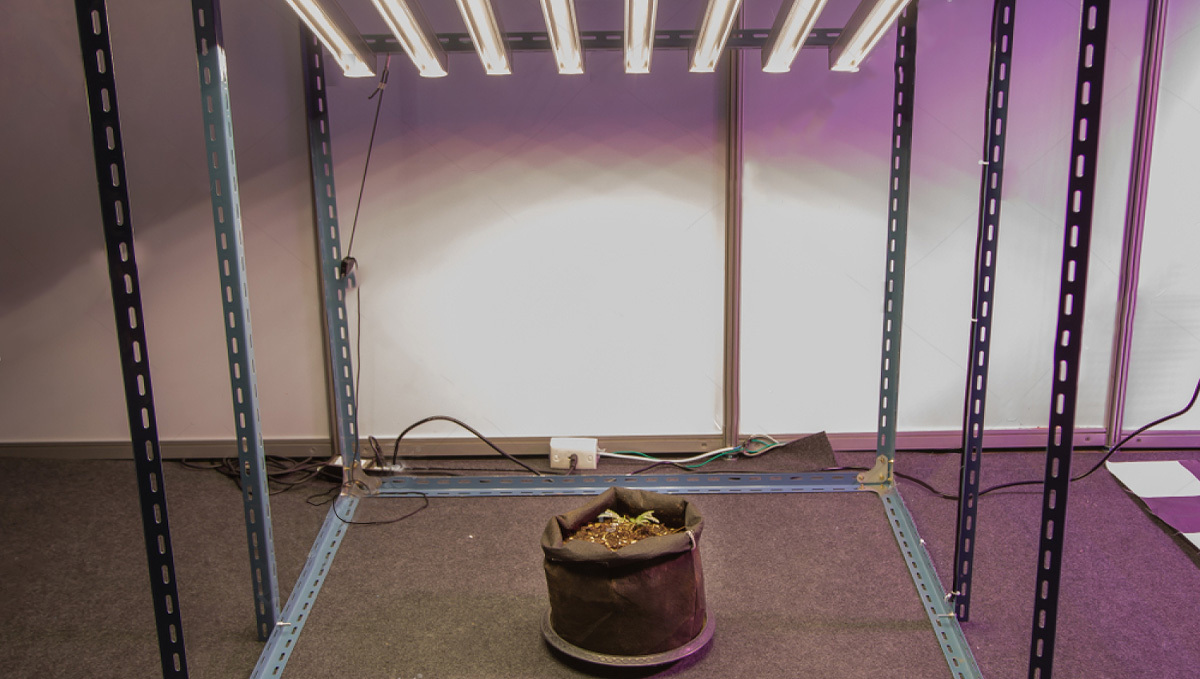 DIY Growroom: Struktur eines Growzelts
