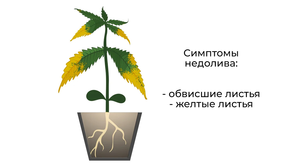 2.jpg Common cannabis seedling problems: underwatering