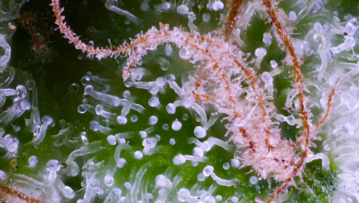 With a LED loupe your stoner friend will be able to have such macro views of his buds. With a LED loupe your stoner friend will be able to have such macro views of his buds.