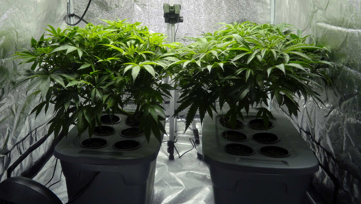 General hydroponics feeding chart: base nutrients