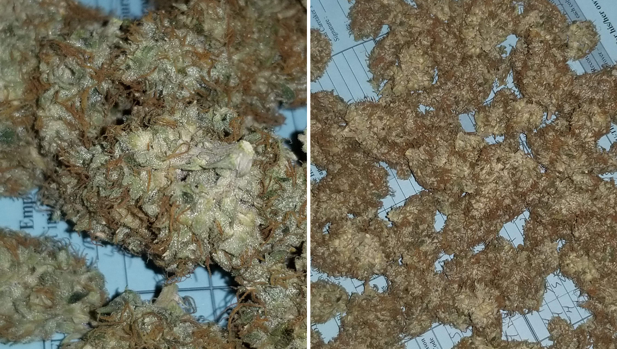 Cheese Auto: what to expect Cheese Auto: what to expect