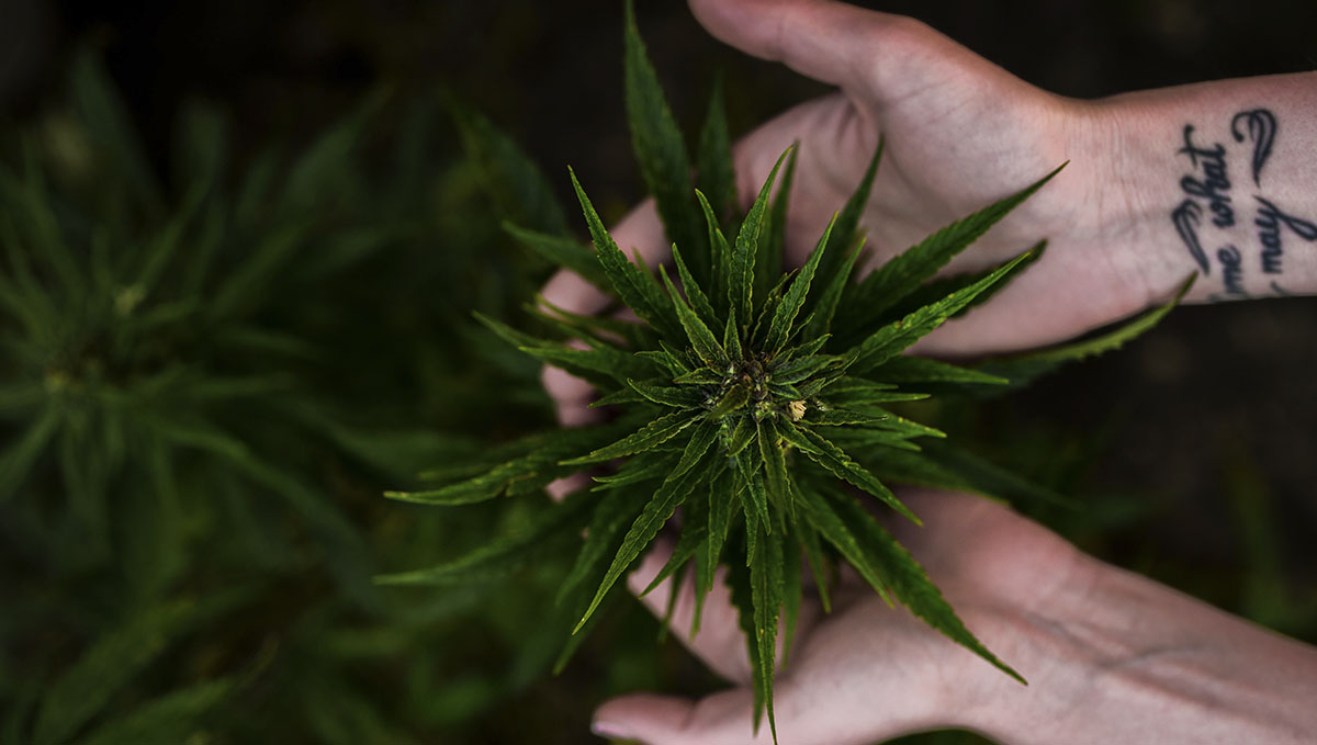 Be honest and express sincerely why you enjoy marijuana. Be honest and express sincerely why you enjoy marijuana.