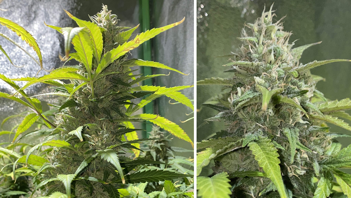 Top 10 cheap seeds: cheese auto Top 10 cheap seeds: cheese auto