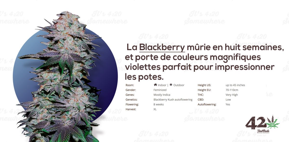 blackberry fr.jpg Fast Buds Autoflower Blackberry Kush