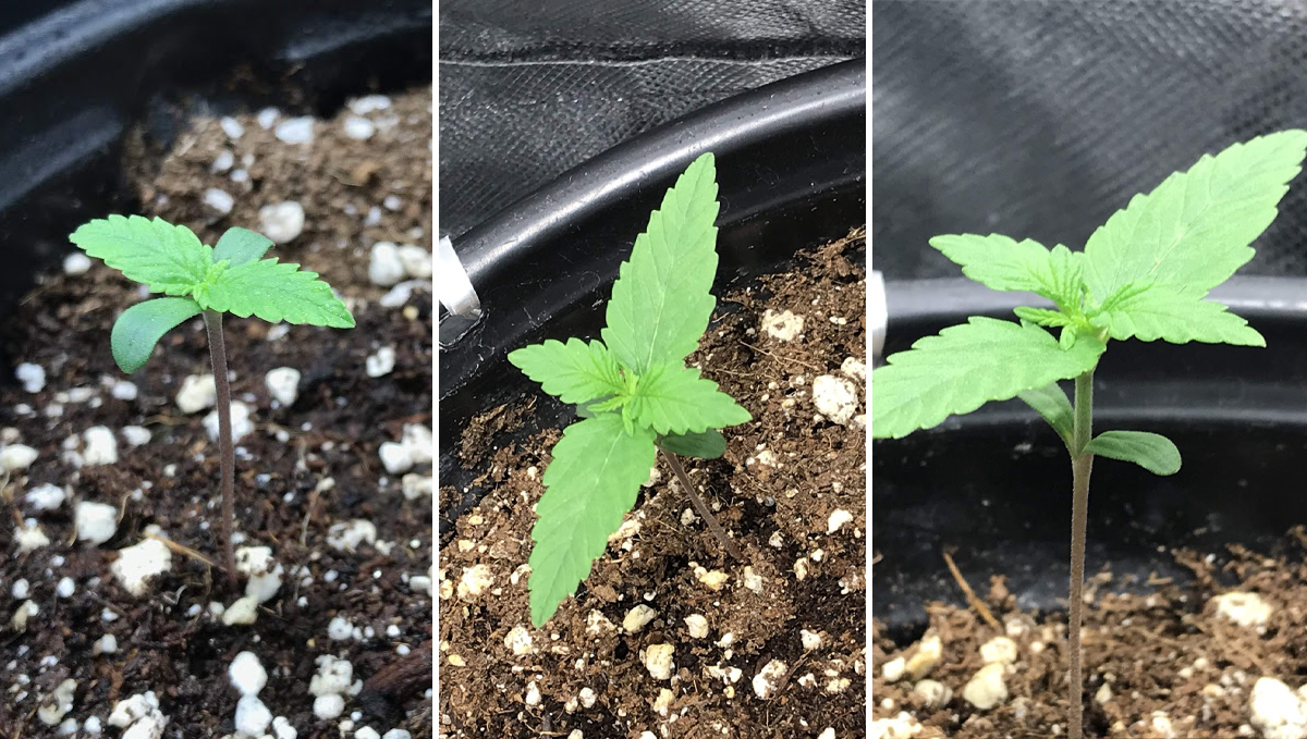 Cheese Auto: week 2 Cheese Auto: week 2