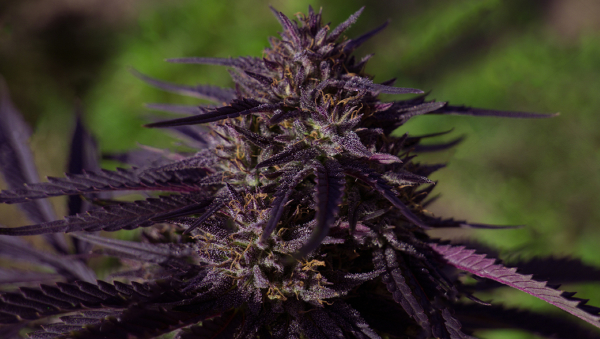 Why do cannabis turns purple?: benefits Why do cannabis turns purple?: benefits