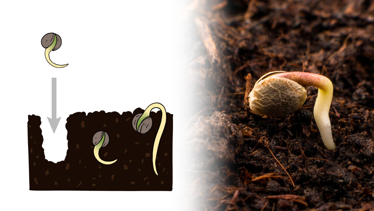 Illustration des Einpflanzens von Cannabissamen direkt in Erde und der anschließenden Keimentwicklung