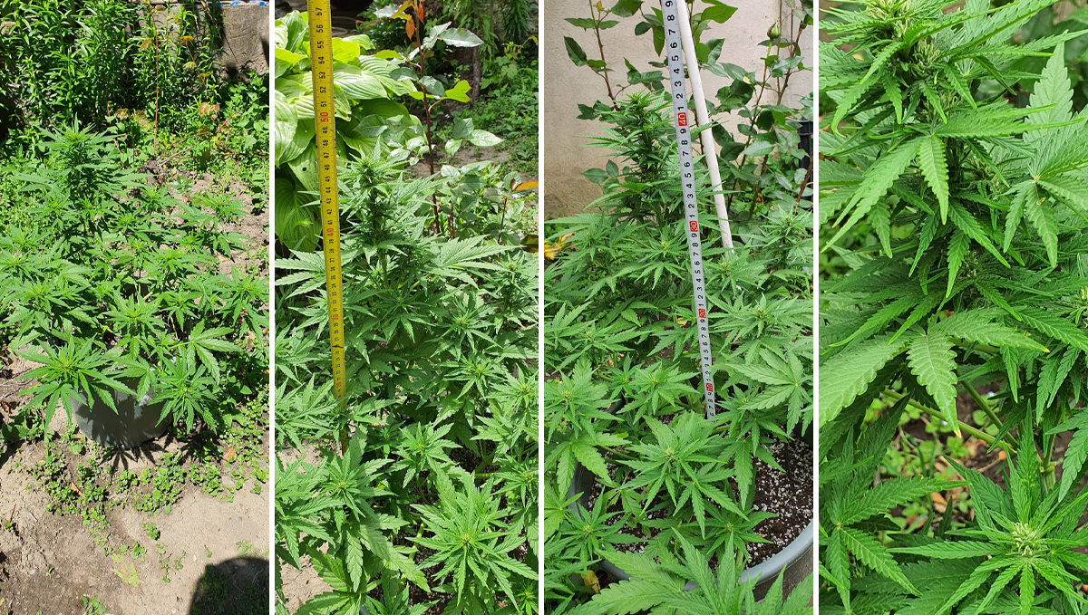 Amnesia Haze Auto: week 7 Amnesia Haze Auto: week 7