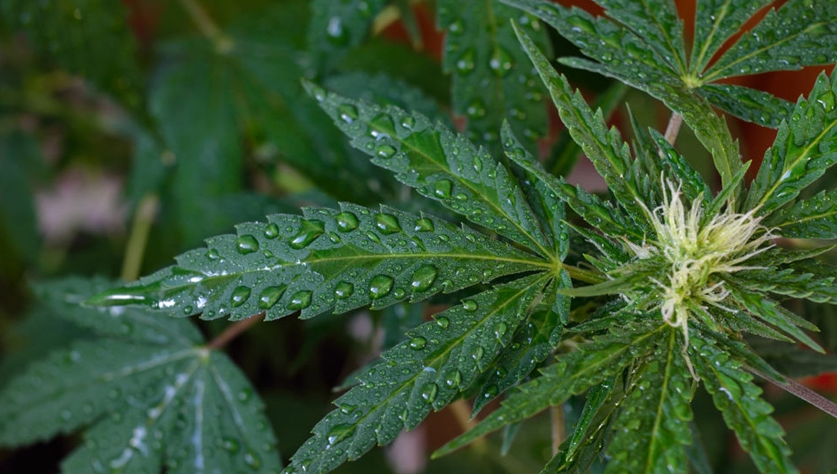 The importance of water purity: tips The importance of water purity: tips