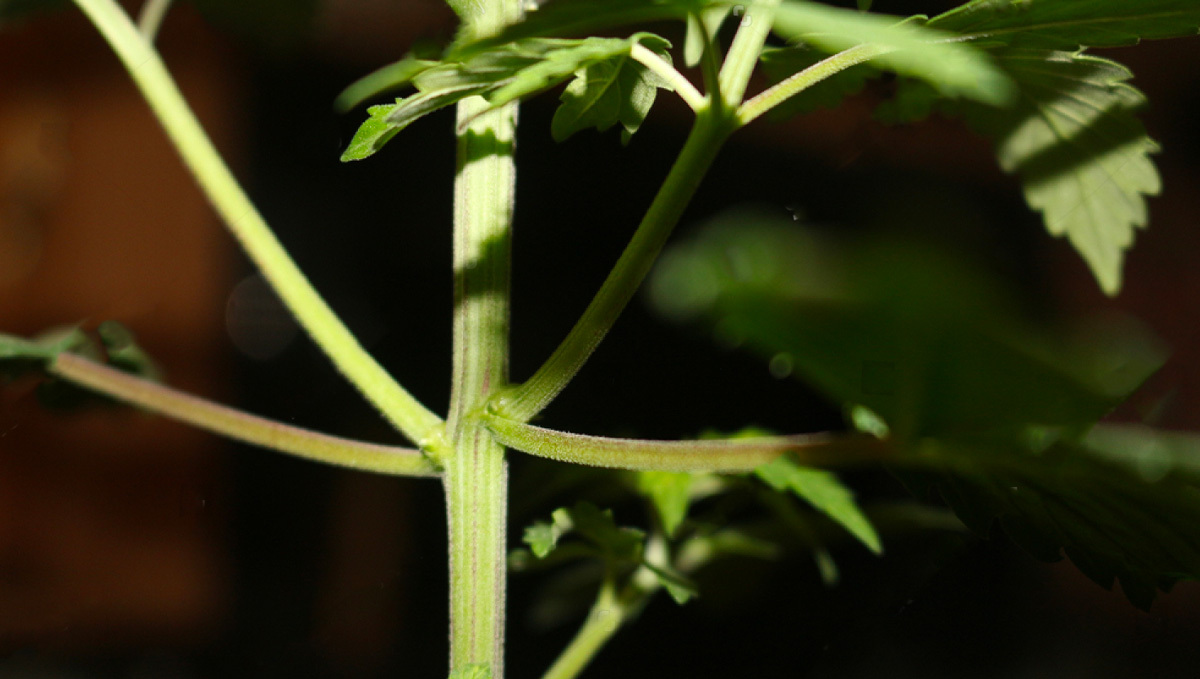 What Can You Do With Cannabis Stems: Fresh stems What Can You Do With Cannabis Stems: Fresh stems