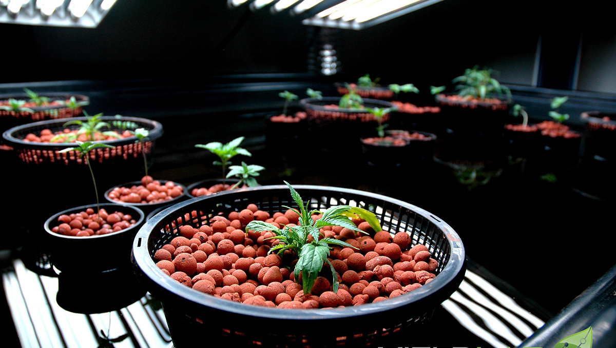 Indoor growing emergencies: temperature Indoor growing emergencies: temperature