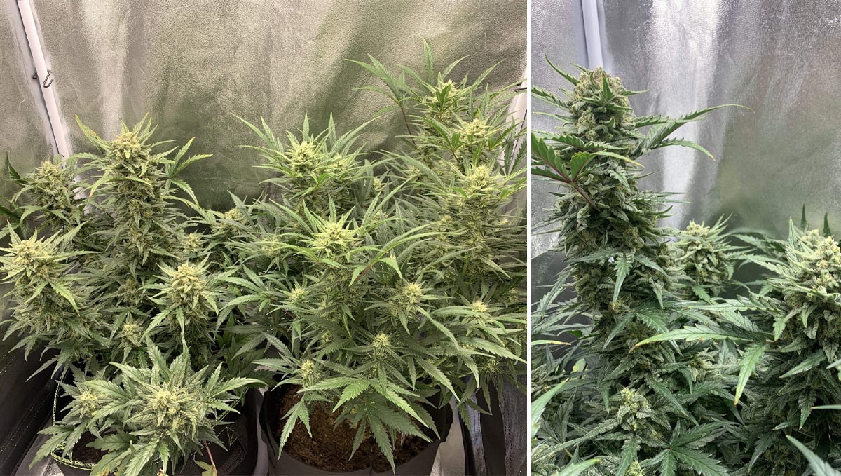 Sour diesel auto guide: week 9 Sour diesel auto guide: week 9
